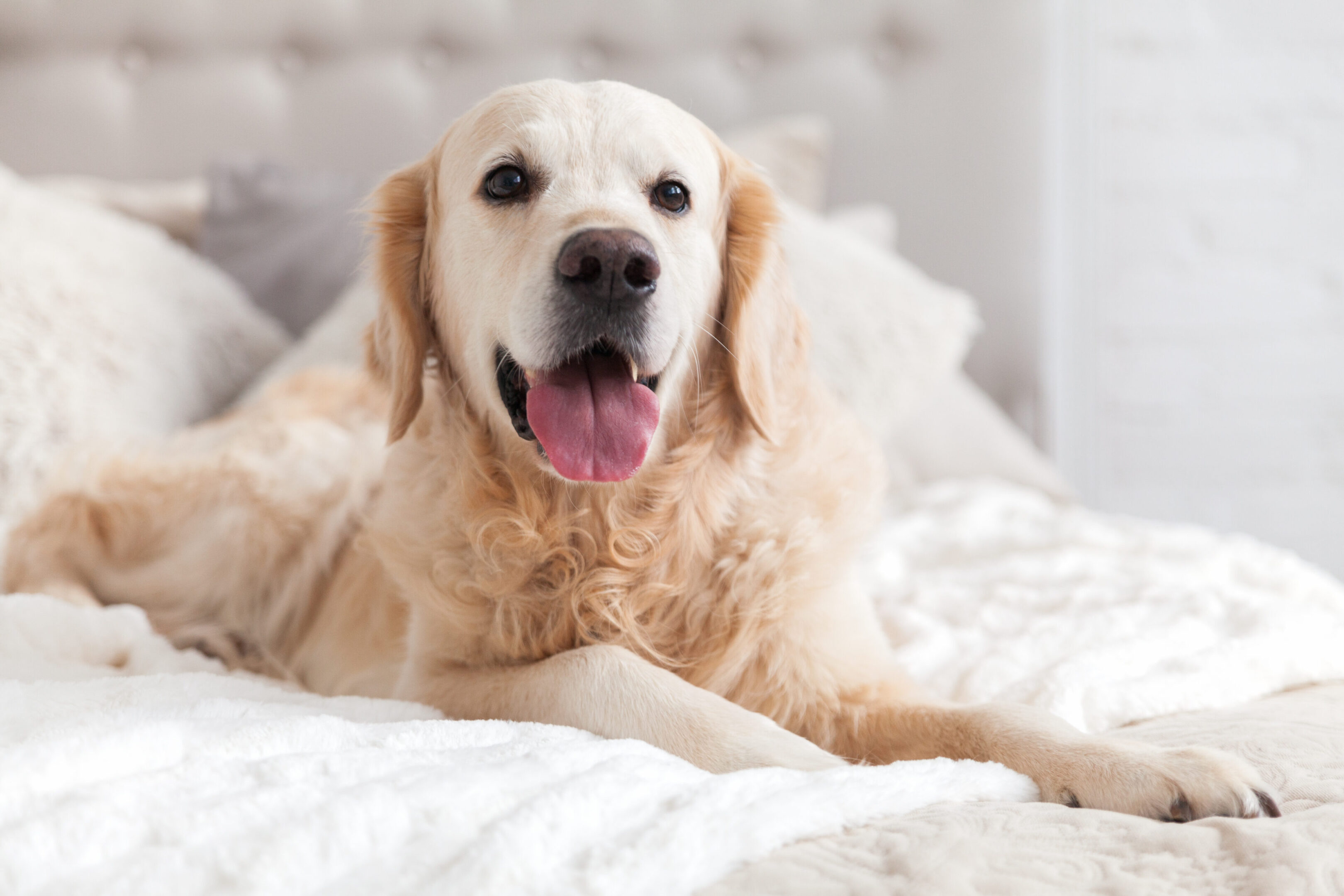 Happy smiling golden retriever puppy dog in luxurious bright colors classic eclectic style bedroom with king-size bed and bedside table. Pets friendly  hotel or home room.
